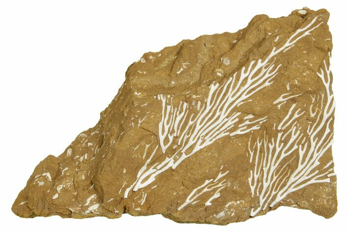 Ordovician Kukersite Oil Shale with Bryozoan Fossils - Russia #369563